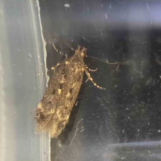 Photo of Dark Groundling (Bryotropha affinis)